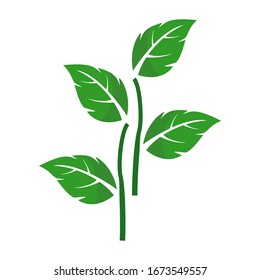 Ilustración vectorial de ramas y hojas verdes en un estilo plano sobre un fondo blanco.