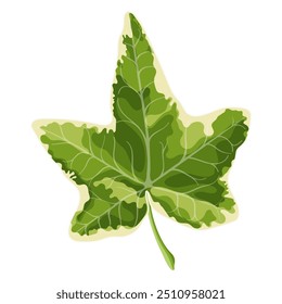 Vector illustration of green variegated ivy leaves, perfect for use in botanical design, eco-friendly projects or as a decorative element. This universal design gives naturalness and organicity to any