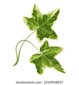 Vector illustration of green variegated ivy leaves, perfect for use in botanical design, eco-friendly projects or as a decorative element. This universal design gives naturalness and organicity to any