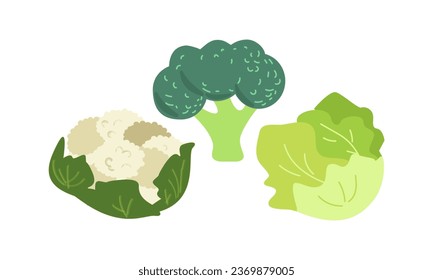 Vector illustration green vegetables, broccoli, cauliflower and cabbage .Seasonal vitamins, tasty and healthy vegetables , for different design uses like children book, cookbook or garden .