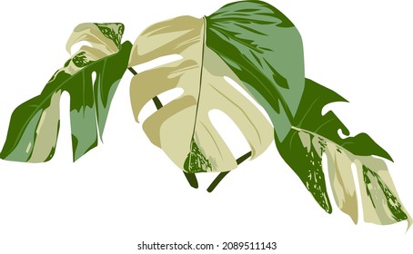 vector or illustration in green and white, looks very beautiful