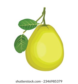 Vector illustration green and yellow pomelo in cartoon flat style. Pomelo orange tropical fruit isolated on white background, fresh food for diet, agricultural product, gardening farm
