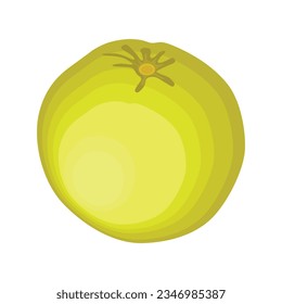 Vector illustration green and yellow pomelo in cartoon flat style. Pomelo orange tropical fruit isolated on white background, fresh food for diet, agricultural product, gardening farm