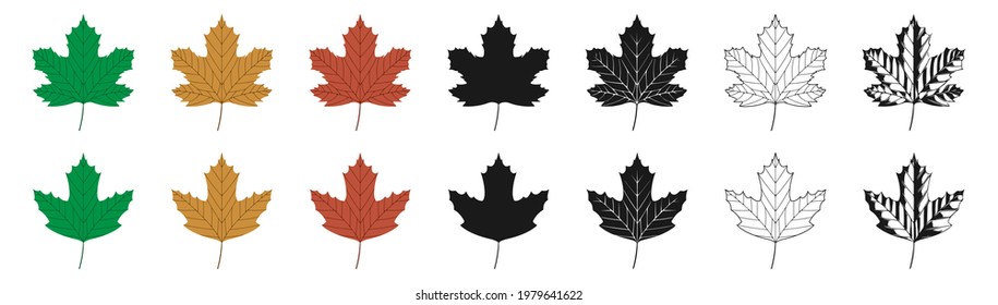 Vector illustration of green, yellow and red sycamore leaves in different styles, isolated on a white background. Maple leaf clip art.