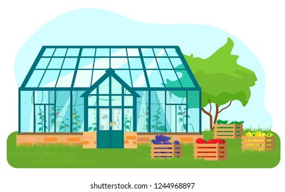 Vector illustration of greenhouse with different plants inside in flat style. Glass house with tomatoes and cucumber plants. Wooden boxes with vegetables.