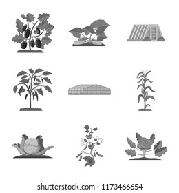 Vector illustration of greenhouse and plant symbol. Set of greenhouse and garden vector icon for stock.