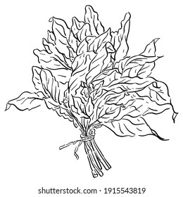 Vector illustration with greens basil, bunch of greens, bunch of basil
