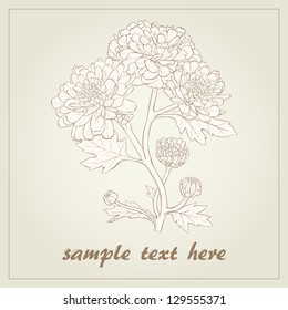 Vector illustration for greeting card with chrysanthemum.