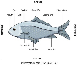 Vector illustration of a grey fish with labeled parts.