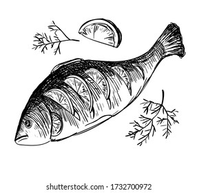 Vector illustration of Grilled Fresh fish with lemon, sketch - fish icon on white background - Vintage hand drawn engraving style