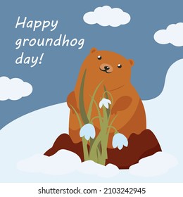 vector illustration with groundhog day. happy groundhog with snowdrops.greeting card international groundhog Day.