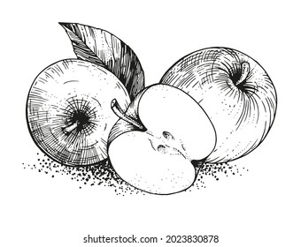 Vector illustration with a group of apples. A hand-drawn sketch fruits and leaves. Vintage style engraving. Composition on a transparent background. For packaging design, menus, recipes, advertising