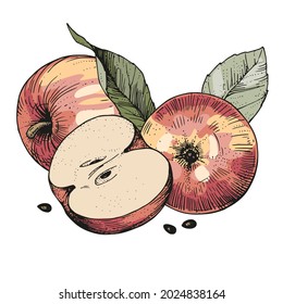 Ilustración vectorial con un grupo de manzanas. Composición de bosquejo de color dibujado a mano con frutos y hojas. Para el diseño de publicidad, envasado de jugo, sidra, mermelada. Grabado de estilo vintage
