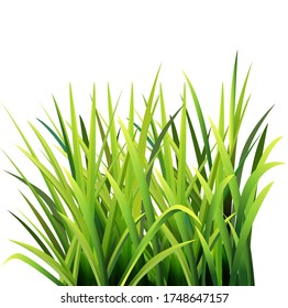 Vector illustration a group of green grass, seen from the side.