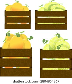 vector illustration, group of Melon fruit in wooden basket. organic sustainable