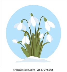 Vector illustration with a group of white snowdrop flowers with green leaves growing from the snow. The illustration is simple, clean, and artistic. Gift and postcard. EPS10