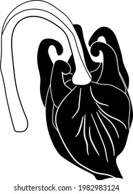 Ilustración vectorial del crecimiento y florecimiento de la flor silvestre con fondo transparente