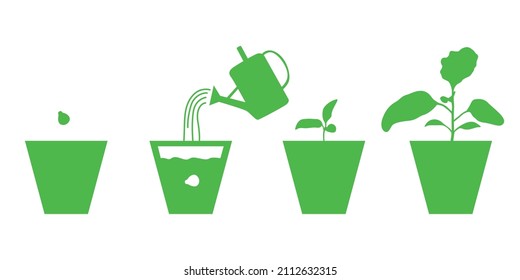 Vector illustration of Growing eggplants seedlings in pots set