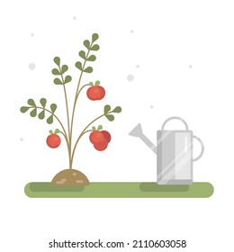 Vector illustration with a growing home cherry tomatoes tree and water can.