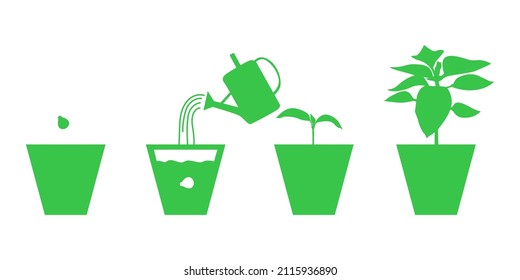 Vector illustration of Growing peppers seedlings in pots set