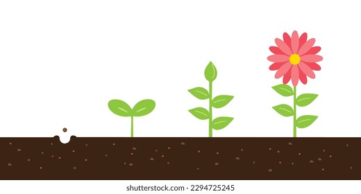 Vector illustration of growing from seed to flower.