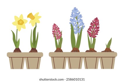 Vector illustration of growing spring flowers at home. Vector isolated spring garden elements, seedlings. Vector illustration in flat style on white background