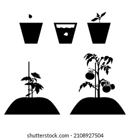 Ilustración vectorial del cultivo de un tomate de la semilla al conjunto de iconos de la silueta de frutos
