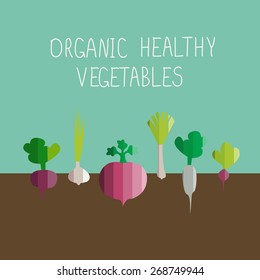 vector illustration of growing vegetables in modern flat design style