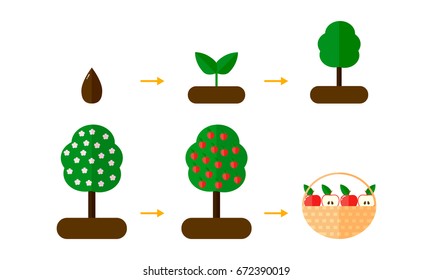 Vector Illustration. Growth Stages Of Apple Trees. Red Apples. Blooming Apple Tree. Seedling.