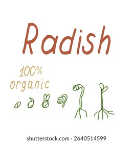 Vector illustration with the growth stages of radish microgreens-from seed to young sprout. The labels Radish and 100 organic are made by hand. for packaging, advertising, blogs, educational materials