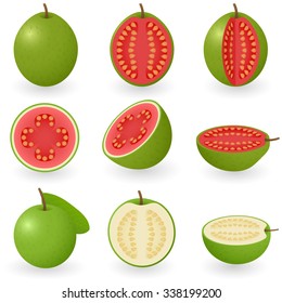 Vector illustration of guava