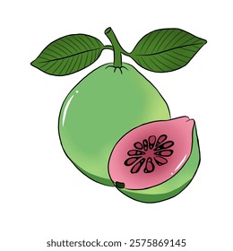 vector illustration of guava fruit in cartoon style. whole and split fruit. Healthy fruit, vegetarian product.