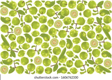 vector illustration of guava and leaf design background white EPS10