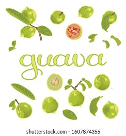 vector illustration of guava and leaf design isolated with lettering guava background white EPS10
