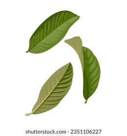 Vector illustration, guava leaf ,scientific name Psidium guajava, herb leaf, isolated on white background.