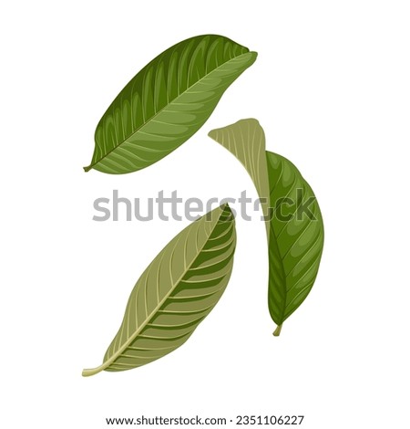 Vector illustration, guava leaf ,scientific name Psidium guajava, herb leaf, isolated on white background.