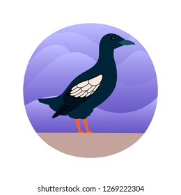 Vector illustration of Guillemot bird in a flat style. Atlantic seabird. Cartoon style