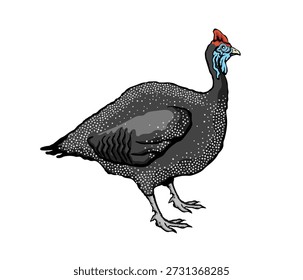 Ilustração vetorial de uma pintada