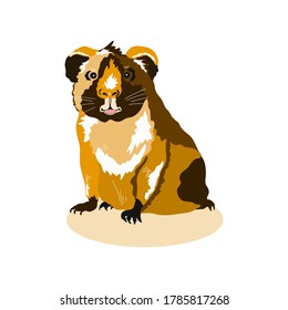 Vector illustration of a guinea pig. Cute pet of red color on a white background. Pet guinea pig.