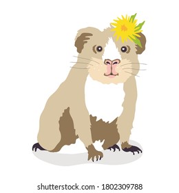 
Vector illustration of a guinea pig with a flower on its head. Cute home pet, dandelion flower isolated on white background.