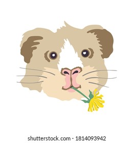 Vector illustration of a guinea pig head with a dandelion in his mouth. Pet, rodent.