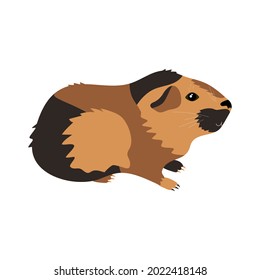 Vector illustration of a guinea pig. Pet, rodent isolated on white background.