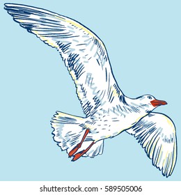 Vector illustration with Gull flight bird and seabird gull. Hand-drawn, handpicked