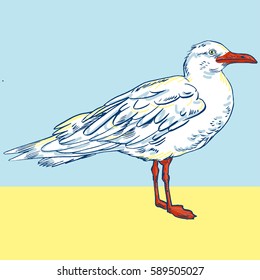 Vector illustration with Gull flight bird and seabird gull. Hand-drawn, handpicked
