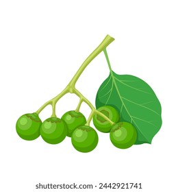 Vector illustration, gumberry fruit or Cordia myxa, in India called Gunda or lasoda, isolated on white background.