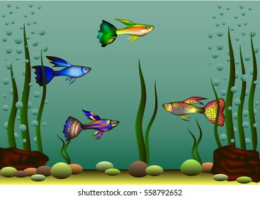 Vector illustration guppies in the in aquarium.