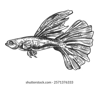 Vector illustration of guppy sea fish. A tropical underwater animal. Tropical element of natural world. For postcards, prints. Hand drawn textured sketch in black and white on isolated background