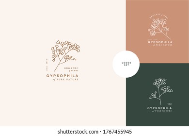 Vector illustration gypsophila branch - vintage engraved style. Logo composition in retro botanical style