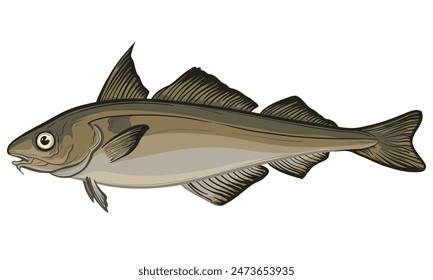 Vektorillustration von Schellfisch. Schellfisch isoliert auf weißem Grund.