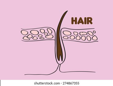 Vector illustration of Hair follicle isolated on pink background. 